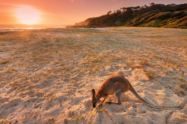留學(xué)澳洲八大專業(yè) 哪些才是王牌專業(yè)？